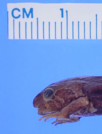 Media type: image; Herpetology A-89463